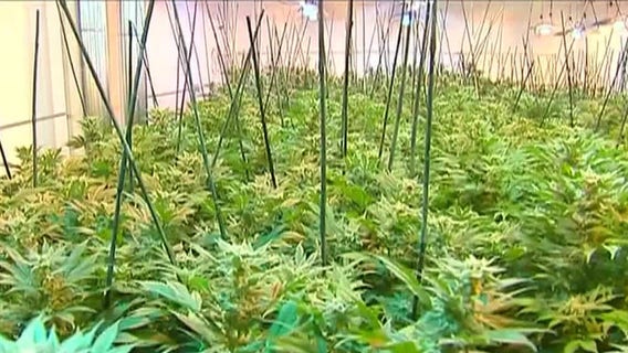 Study: Cannabis use could double risk of heart health