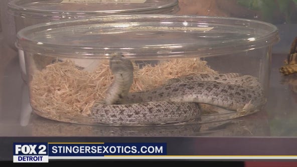 Stingers Exotics