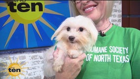 Maltese adoptions, trending topics & more | The Ten