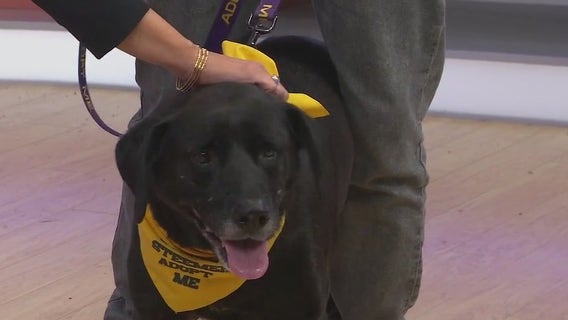 Adopt-A-Pet: Meet Pancho