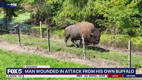 Maryland man injured after pet buffalo attacks him