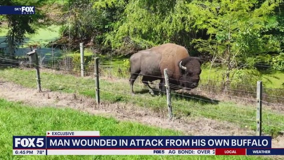 Maryland man injured after pet buffalo attacks him