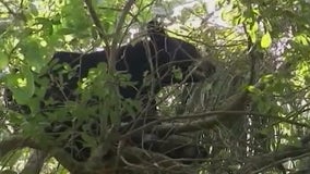 Florida’s December bear hunt draws 100K applications, sparking further debate