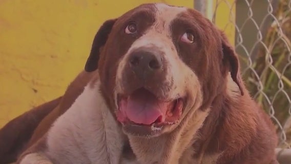 Dog valley fever vaccine could be ready by end of 2025