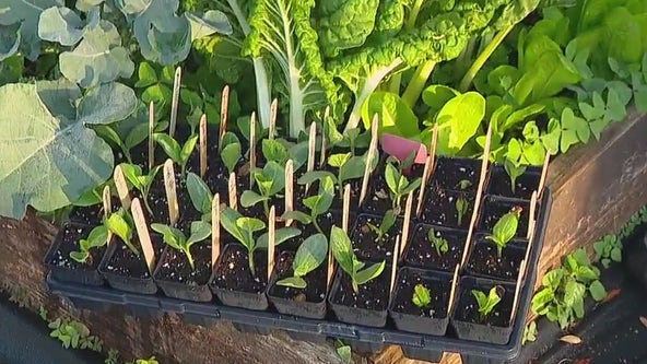 Preparing your garden for summer