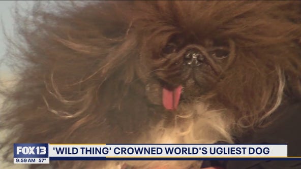 'Wild Thang' crowned world's ugliest dog