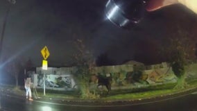 Horses on the loose at Washington State mall