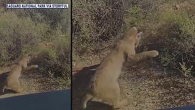 Rattlesnake, bobcat battle for a shady spot