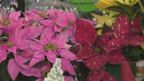 Pike Nurseries' poinsettias care tips