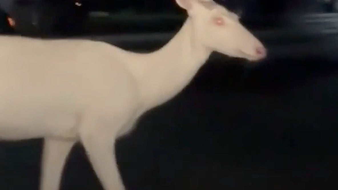 Albino Deer in Farmington Hills