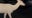 Albino Deer in Farmington Hills