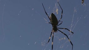 Joro spiders return to Georgia ahead of Halloween season