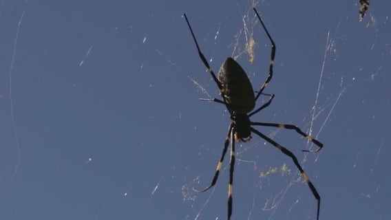 Joro spiders return to Georgia ahead of Halloween season