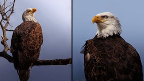 Inside a bald eagle's world: FOX 32's Michael Majewski takes us to Wisconsin