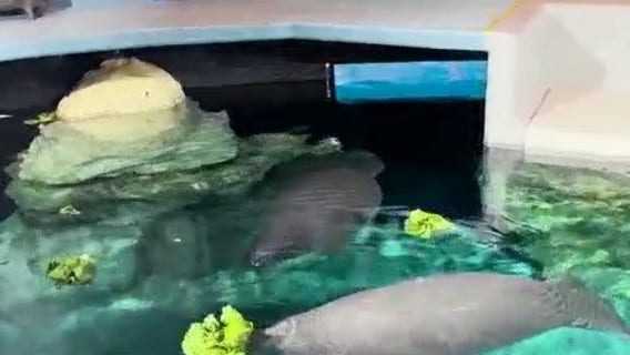 Meet Disney's newest manatees rescues at Epcot