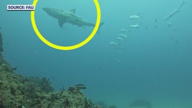 Watch: Great white shark photobombs Florida university's ocean camera