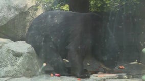 New Andean Bear at the Racine Zoo