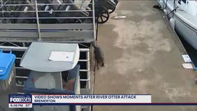 Video shows moments after river otter attack in Bremerton