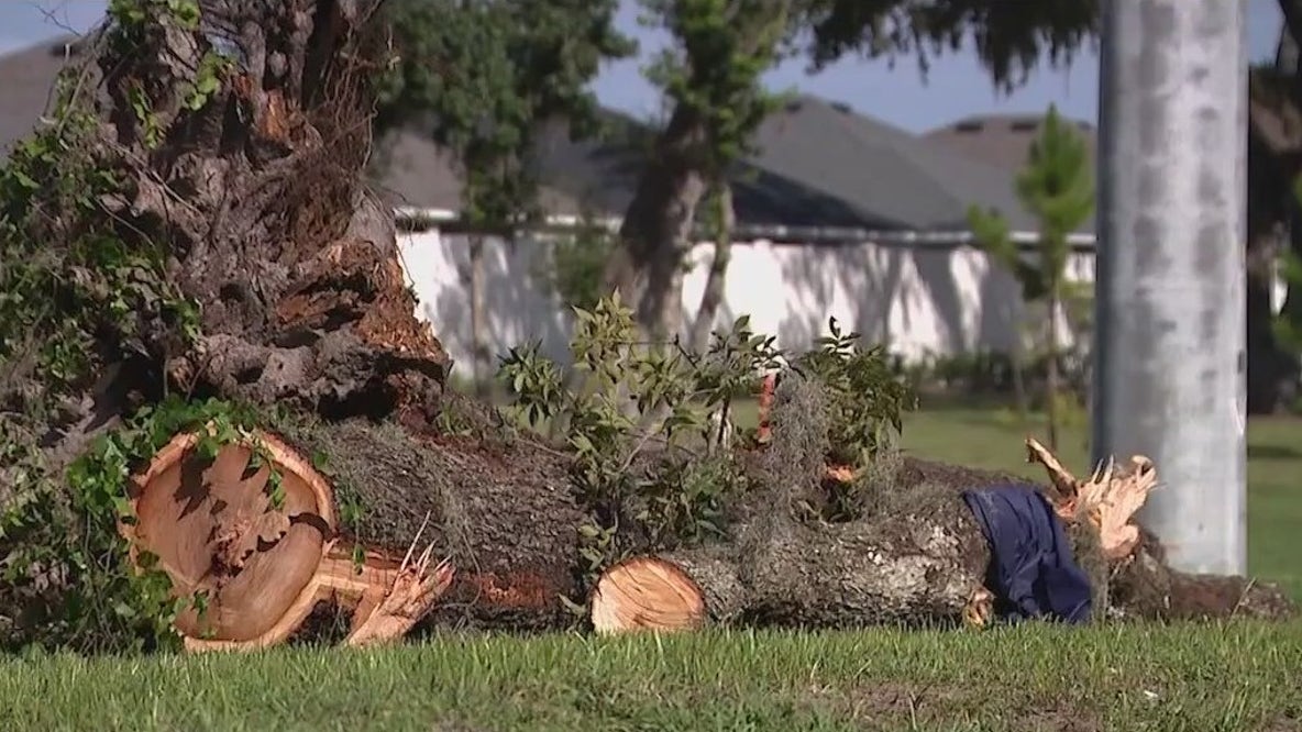 Man killed in Sumter County after tree falls on car