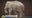 Moment of the Day: Elephants in the Grocery Store