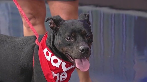 Meet Roscoe: Our Pet of the Day