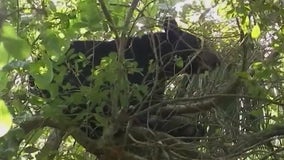 Florida bear hunt moves forward, with permits available by lottery
