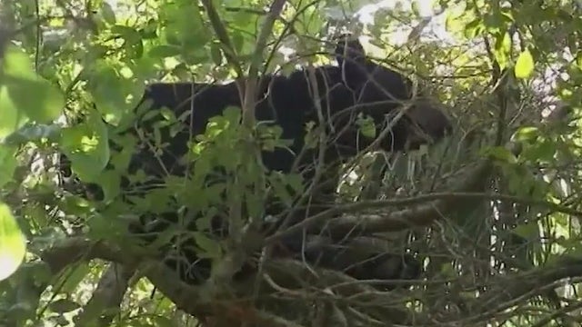 Florida bear hunt moves forward, with permits available by lottery
