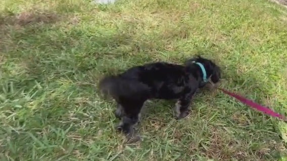 Florida woman fights off gator dragging leashed puppy into creek while on walk