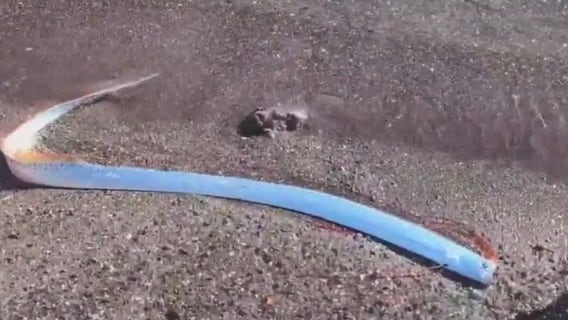 Debunking ‘doomsay fish’ tales