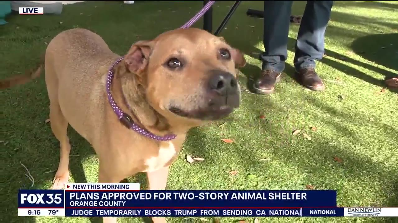 New 2-story animal shelter approved in Orange County