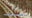 Bird flu reported at Maricopa County commercial farm
