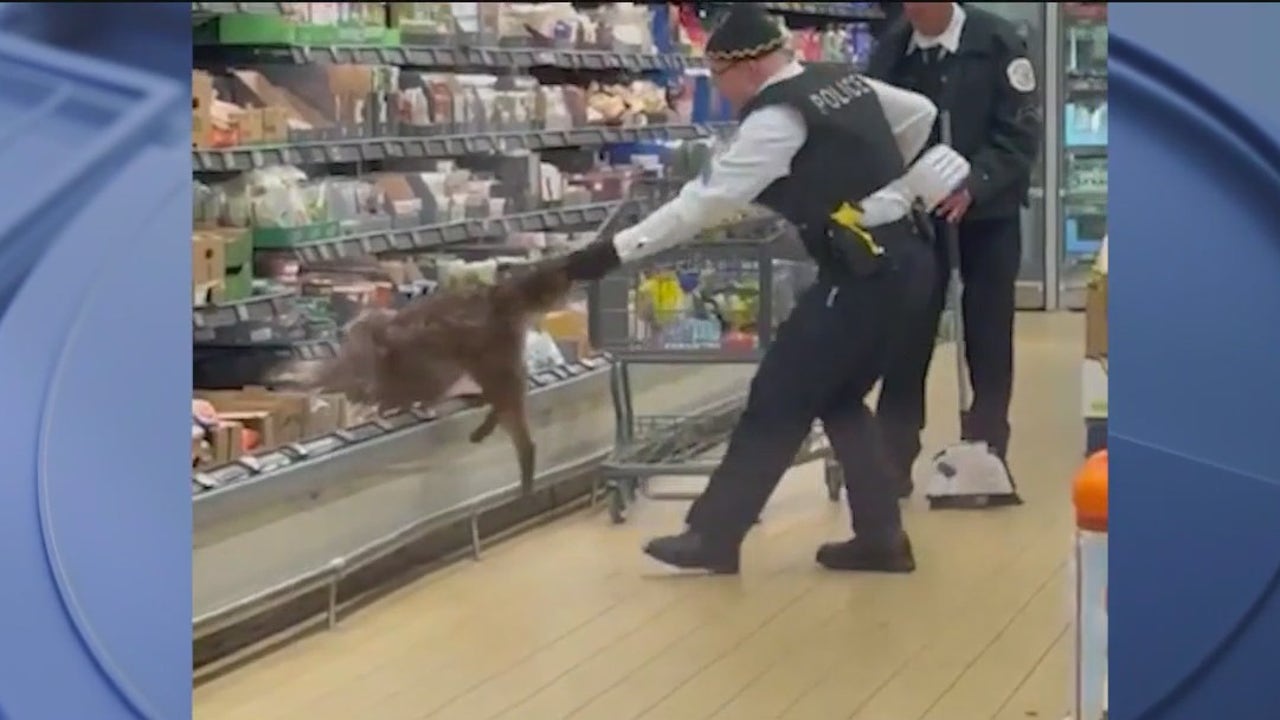 Coyote Rescued from Chicago Aldi Store