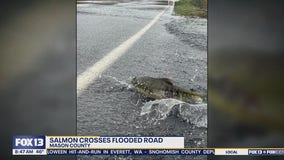 Salmon swim across flooded roadway in Western WA