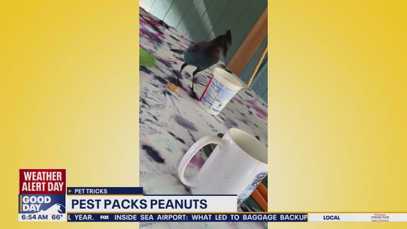 Pet Tricks for Tuesday, Aug. 12