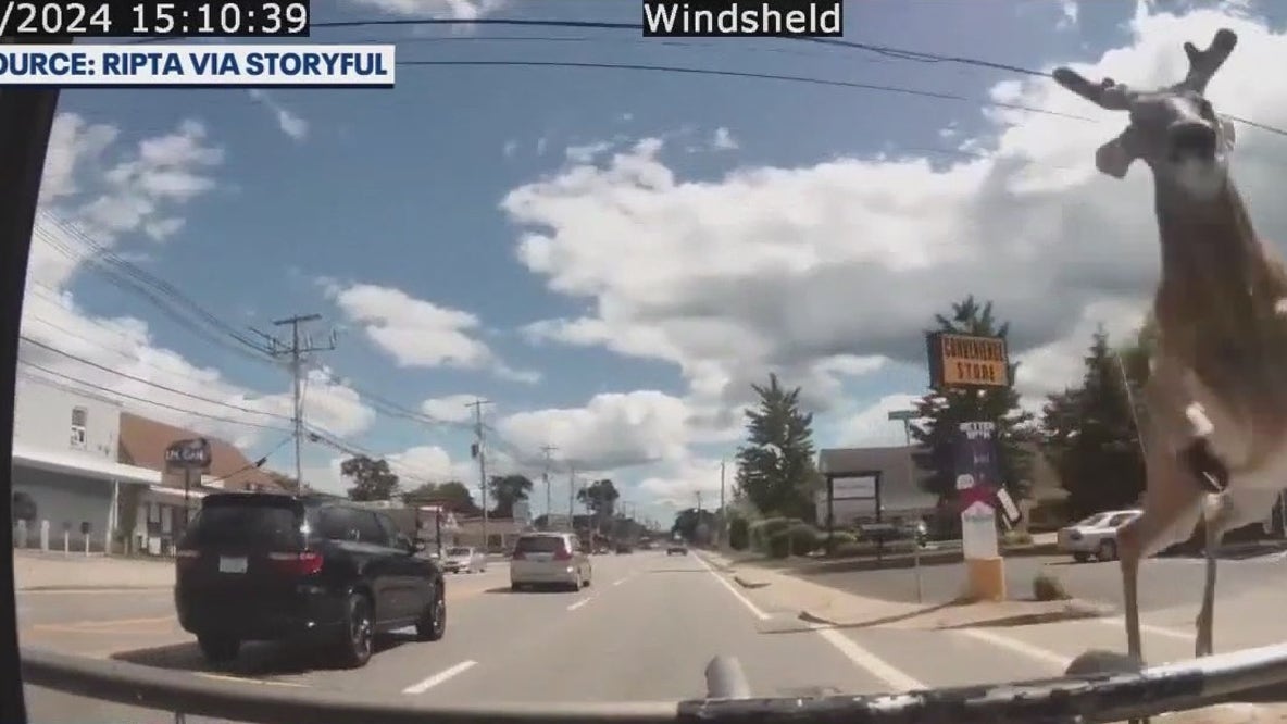 Deer crashes through windshield of bus