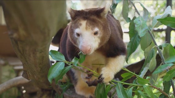 Saving Wildlife: The Tree Kangaroo