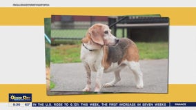 Rescue Me: Meet Lola from the Brandywine Valley SPCA