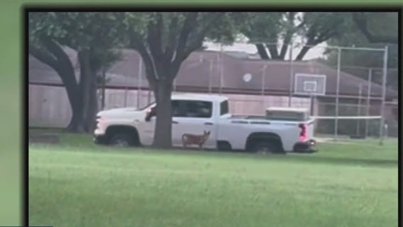 Brookshire police officer investigated after shooting, killing stray dog at city park while kids were playing