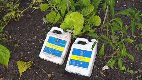 Gardening after Tropical Storm Debby