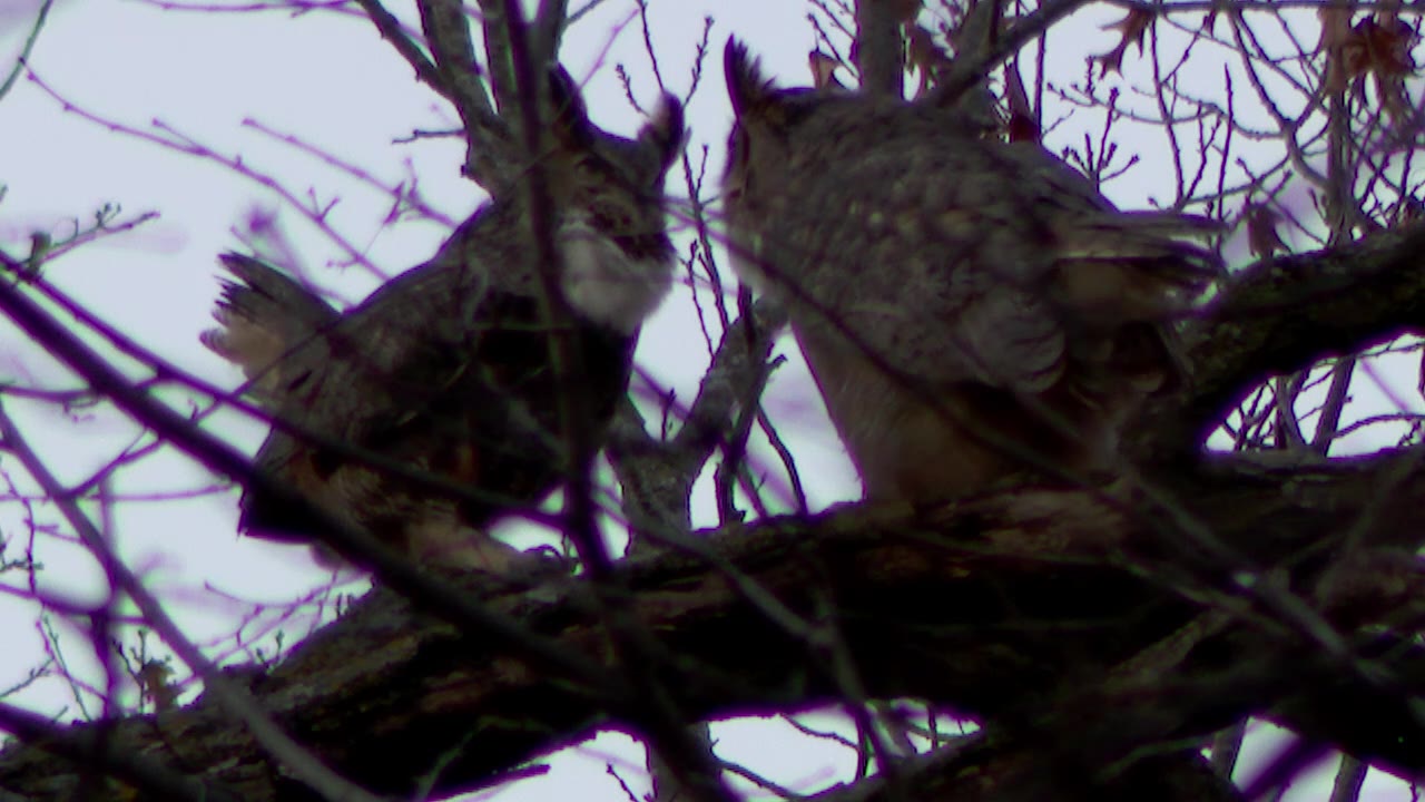 Owls hooting in a tree: Moment of zen