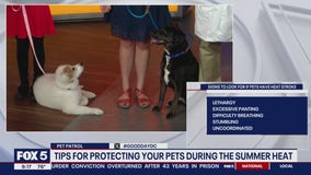 How to protect your pets from the summer heat