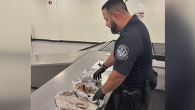 Bones, including portion of a skull, found in duffel bag at TPA: CBP