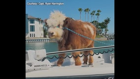 Video: Mini-cow named ‘Jason Moo-Moah’ sets sail and hangs out on Pinellas County sandbar