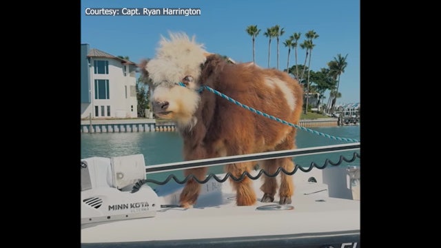 Video: Mini-cow named ‘Jason Moo-Moah’ sets sail and hangs out on Pinellas County sandbar