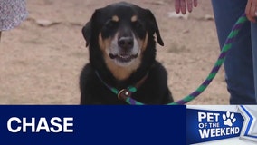 Adopt Chase at WCRAS