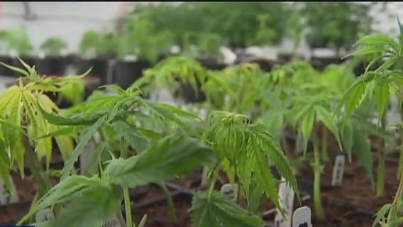 Texas lawmakers debate bills on the THC industry