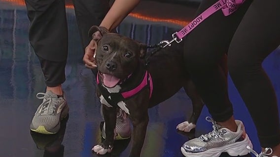 Meet Sleepin: Our Pet of the Day