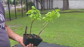 Harvesting basil from your garden