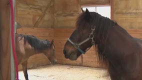 Another Chance Ranch animal sanctuary in Neosho
