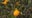 Push to help Florida's citrus growers